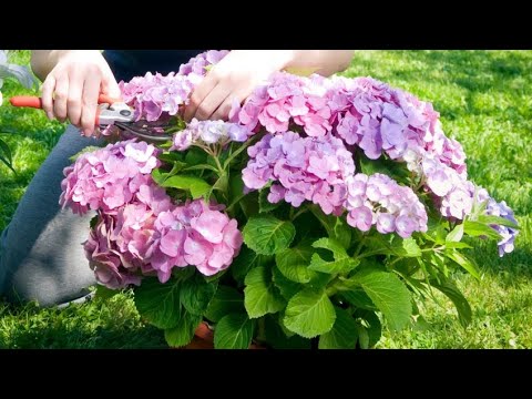 Transforma tu jardín: Aprende cómo podar una hortensia en maceta