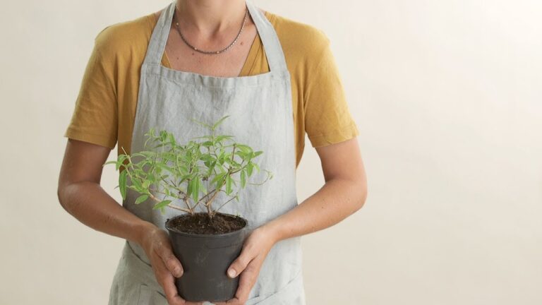 Descubre cuándo y cómo se trasplantan las plantas en tu jardín